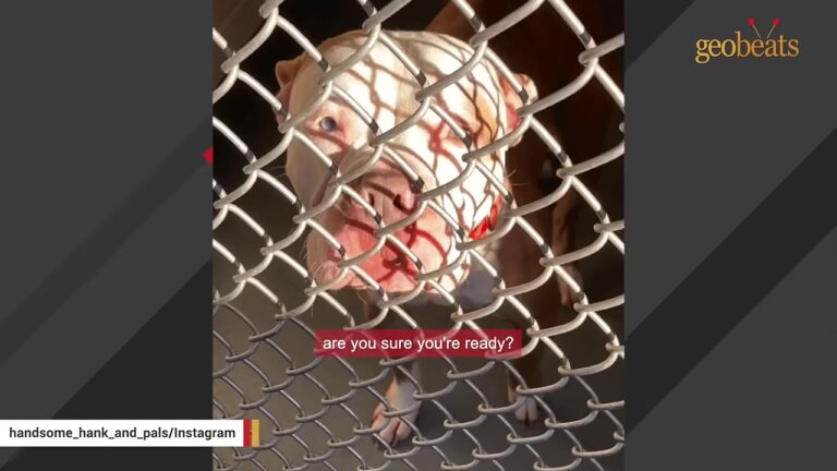 Ohio Shelter Dog Insists On Holding His Mom’s Hand Even During Her Bathroom Breaks