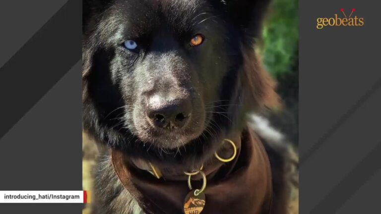 California Family Drives Six Hours For A Mysterious Black Dog Whose Photo Shows Only His Pink Tongue