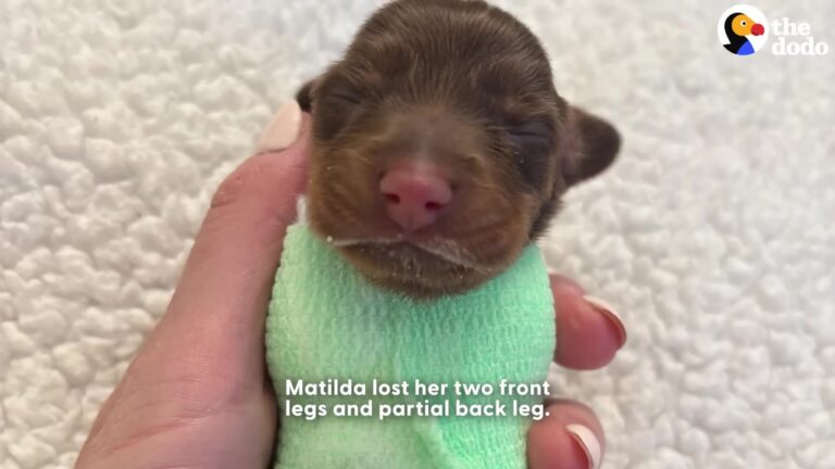 Texas Rescuer Takes In A One-Legged Newborn Puppy, And Her Surprising Choice To Ditch Her Wheelchair Changes Everything