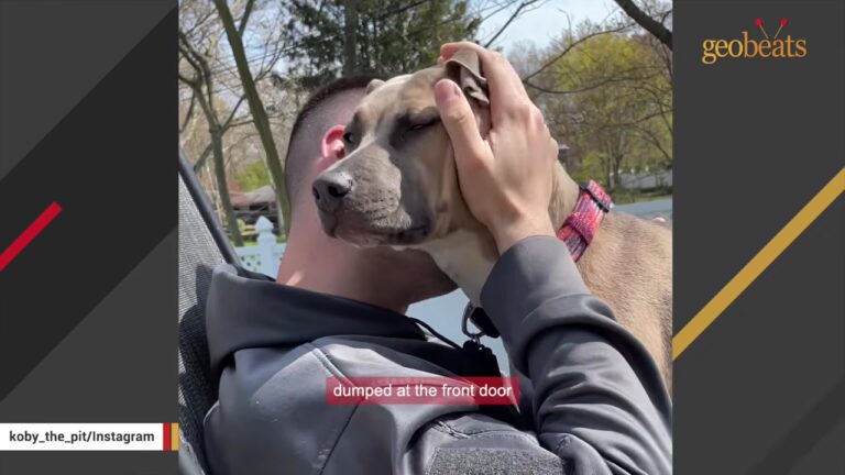 New York Pit Bull With Expressive Eyebrows Watches His Pregnant Mom With Growing Concern