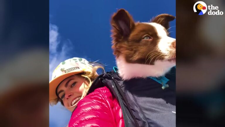 Washington Dog Sees Ski Gear In The Apartment And Discovers The Greatest Adventure Of His Life
