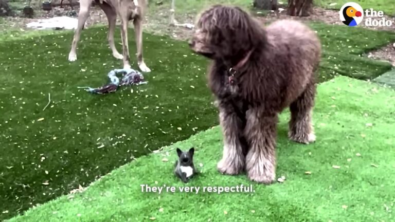 Texas Chihuahua Arrives At Rescue With A Deformed Leg, But A Week Later She Is Bossing Around Two Giant Dogs