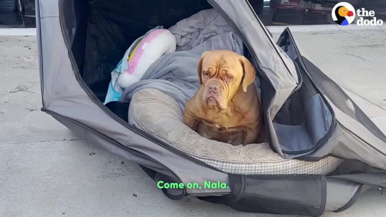 California Dog Rescued Just Before Giving Birth Faces Heartbreak, But One Miracle Puppy Changes Everything