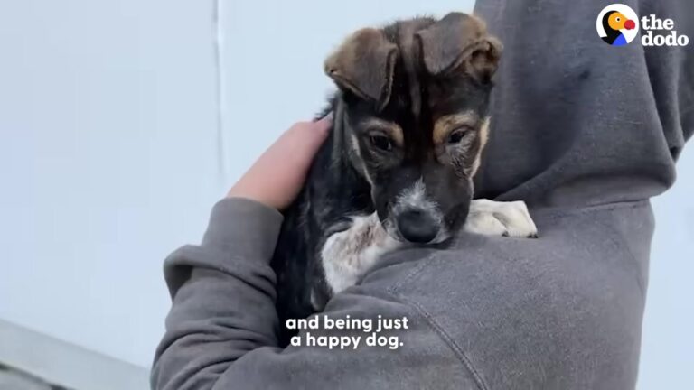 Arizona Adopter Follows Screaming Puppy’s Journey And Steps In To Change Her Life Forever