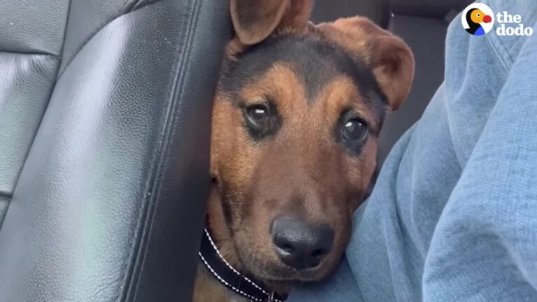 Georgia Dog Was Running Out Of Time When A Visitor Noticed One Hopeful Little Sign