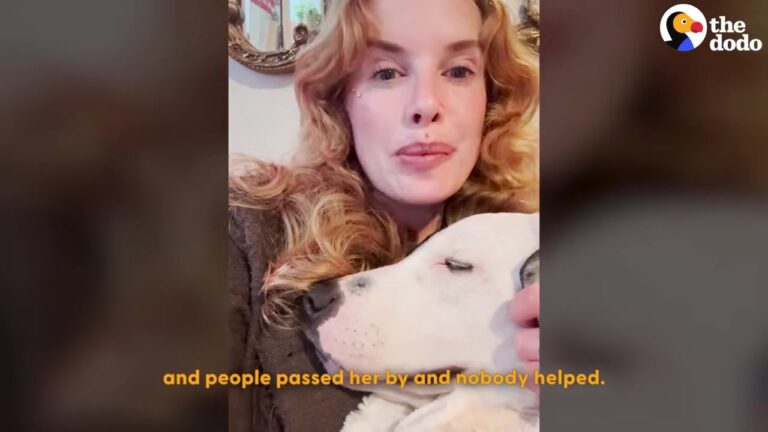 Kansas Dog Dragged Herself For A Month Until One Stranger Realized Who Led Her There