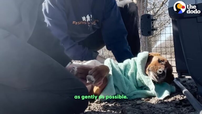 California Dog Found As A Helpless Lump In An Orchard Proves She Has The Heart Of A Fighter