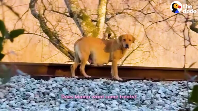 Georgia Rescuer Refuses To Let A Dumped Pregnant Dog Give Birth In The Cold And Makes A Heart-Stopping Catch