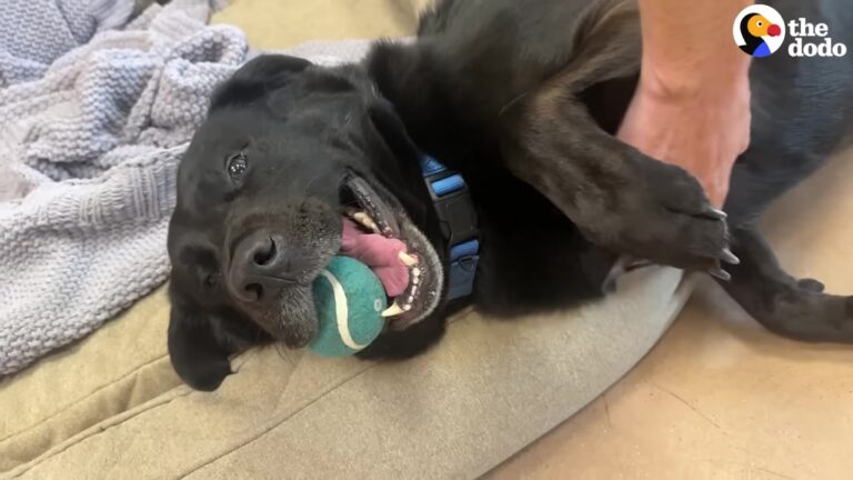 Pennsylvania Dog Waited A Year In The Shelter, But One Photo With A Toy Changed His Entire Life