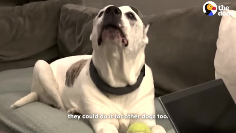 New York Rescue Mission Begins For Island Dog Who Only Had A Coconut, And It Sparks A Beautiful Movement