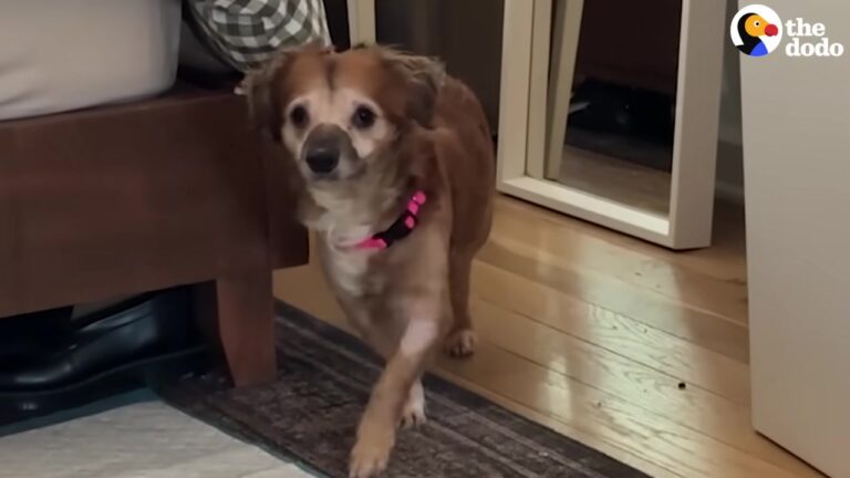 New York Dog Deemed A Lost Cause Barely Lifted His Head Until A Tiny Wiggle Changed Everything