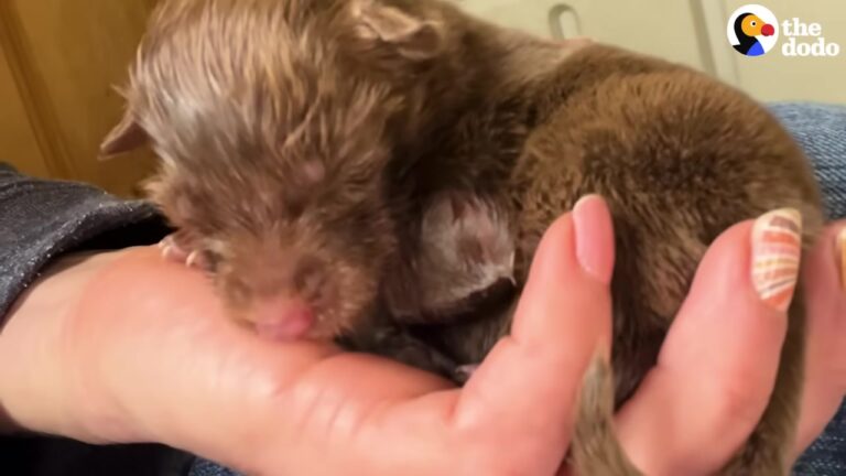 Missouri Dog Wanders Onto A Farm To Protect Her Babies And Gets The Gentle Help She Needs