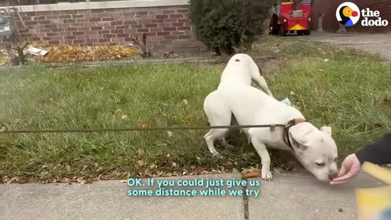 Michigan Stray Pit Bull Gets Rescued From The Streets, But 20 Minutes Later She Helps Save Another Life