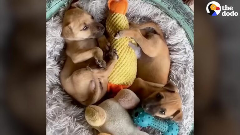 California Rescuer Finds Two Abandoned Pups At A Temple, But The Real Surprise Is Who Finally Adopts Them Both