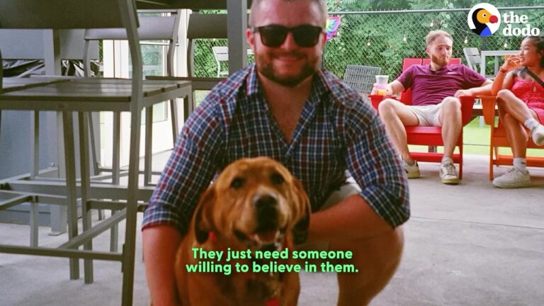 Ohio Dog Discarded After Losing Her Value Gets The Second Chance Her Heart Was Waiting For
