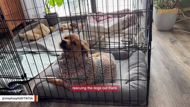 Terrified Pregnant Dog Waited Among Trash Piles Until Her Minnesota Foster Mom Noticed Something Was Wrong