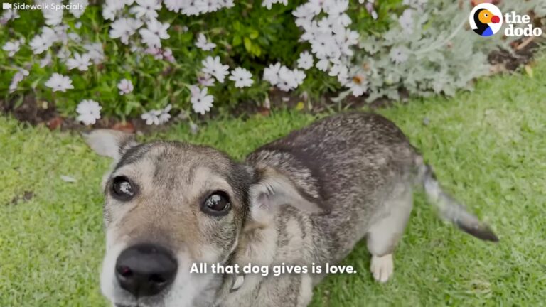 California Dog Left Completely On Her Own Gets A Diagnosis That Changes Everything