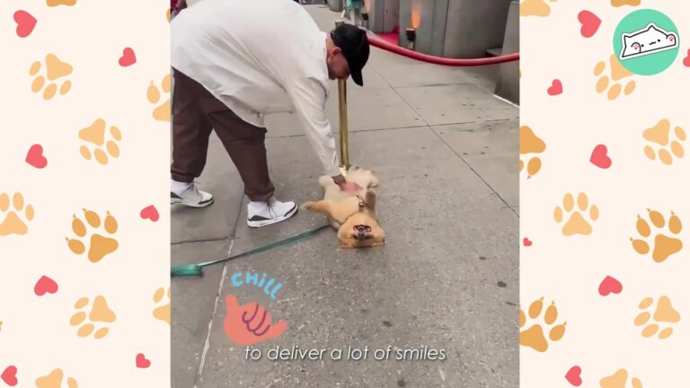 New York Dog Throws Himself On The Ground Every Walk, And The Reason Why Leaves Pedestrians Smiling