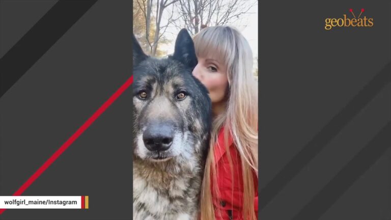 Huge Maine Wolf Dog Carefully Tests Every Stranger Before Doing Something Adorable