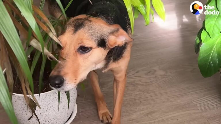 Costa Rica Dog Arrives In California With A Quiet Habit No One Noticed Before