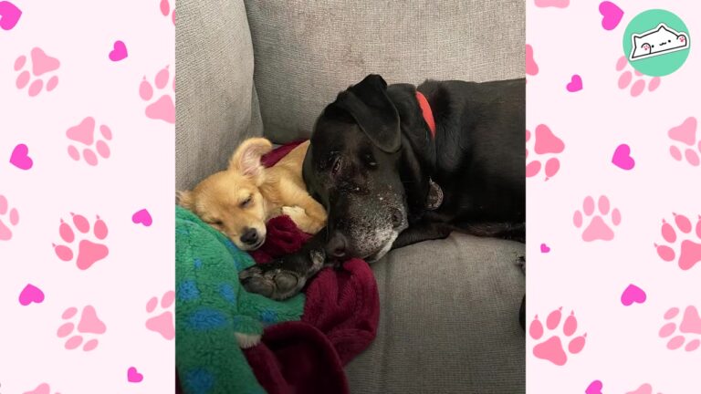Tiny Virginia Dog Met A Sister Ten Times Her Size And Became Unstoppable