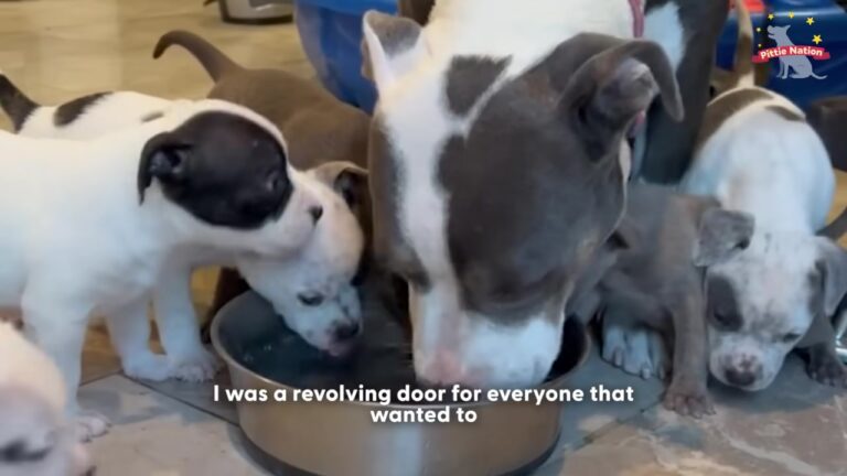 Arizona Mother Dog Freezes Between Cars When A Familiar Scent Drifts Across The Street