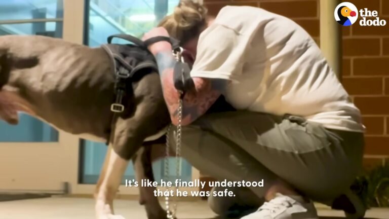 Exhausted California Pit Bull Refuses To Sit Down Even After Three Trips Outside Since Midnight
