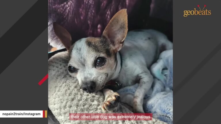California Woman Gets An Unexpected Email Three Days After Learning Gilbert Was Already Adopted
