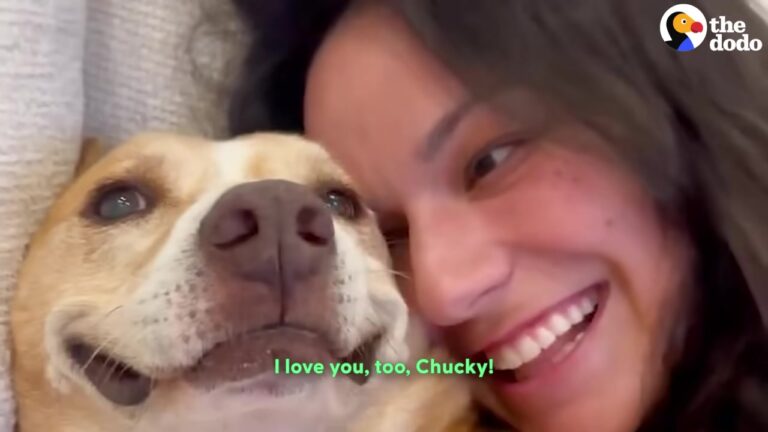 California Dog Spent Six Years In A Rescue Before A New Family Unlocked His Permanent Smile