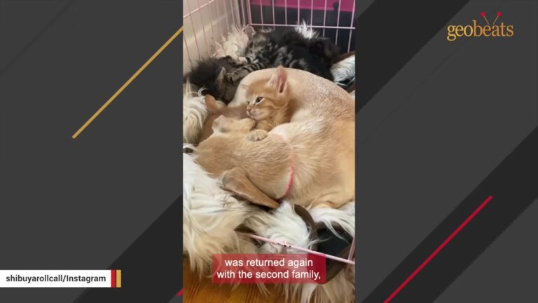 California Dog Sees A Plastic Crate Enter Her Home And Immediately Loses Her Mind