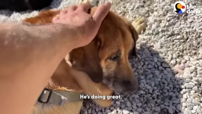 Texas Rescuer Finds An Elderly Dog Beneath A Cloud Of Flies With Heavy Hardware At His Neck