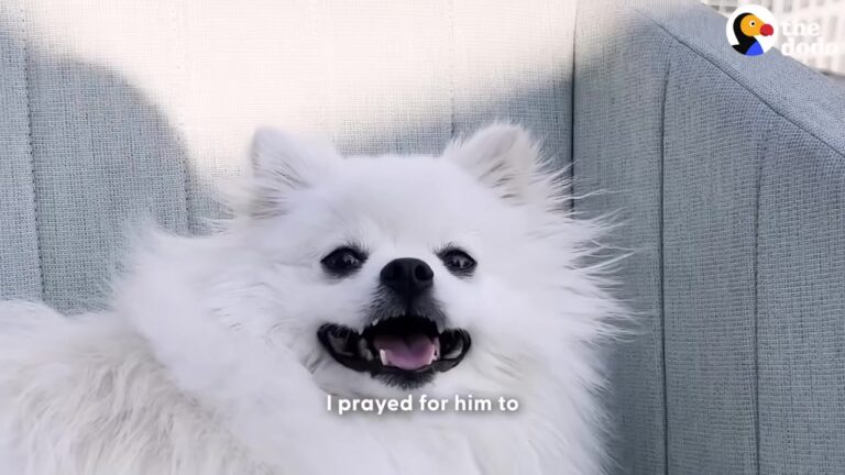 California Dog Was Left Paralyzed After A Simple Fall, But His Owner’s Promise Led To A Birthday Miracle