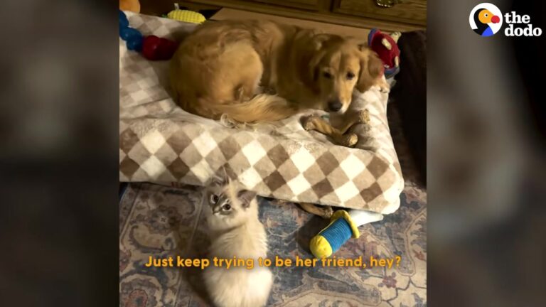 California Kitten Meets Three Giant Dogs And Spends Weeks Trying To Win Over The Grumpy One