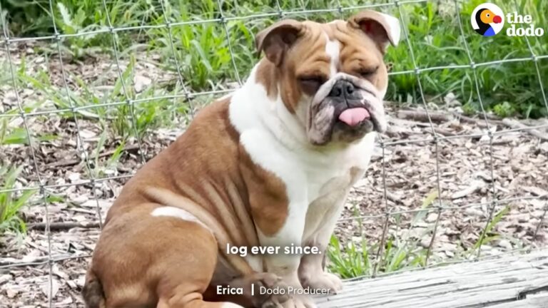 Texas Woman Finds A Bulldog Sitting By Her Goats And Uncovers A Heartbreaking Truth Hidden In The Bushes