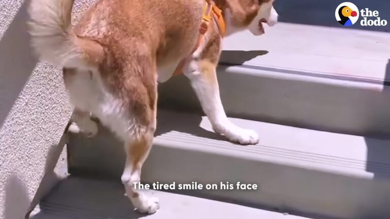 Texas Dog Who Couldn’t Walk Refuses Assistance And Makes An Incredible Climb