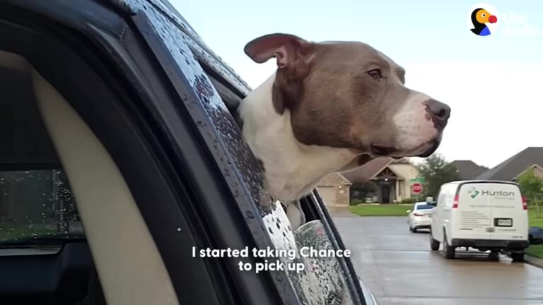 Texas Dog Rushed To Vet With Mystery Illness Reveals A Heartbreaking Reason He Was So Hungry