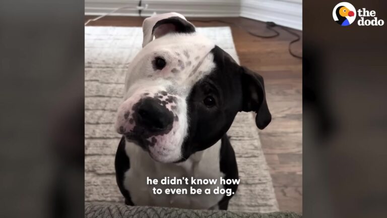Illinois Dog Found Freezing And Shut Down Finally Learns How To Be A Pup Again