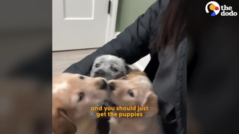 Florida Wife Promises One Foster Puppy But Comes Home With A Surprise That Changes Everything