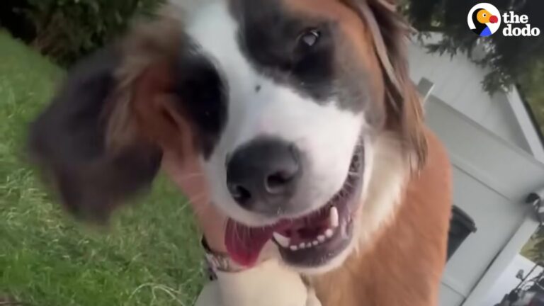 California Dog Found Alone In The Woods Meets A Neighbor Pup And Everything Changes
