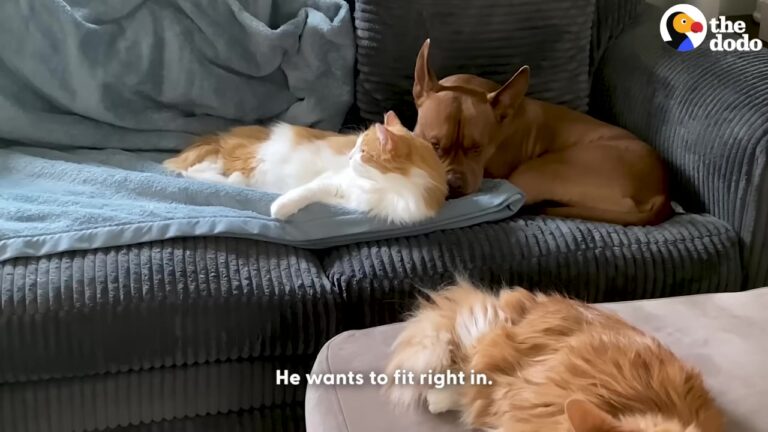 California Dog Raised Alongside Two Felines Decides He Is Actually A Cat