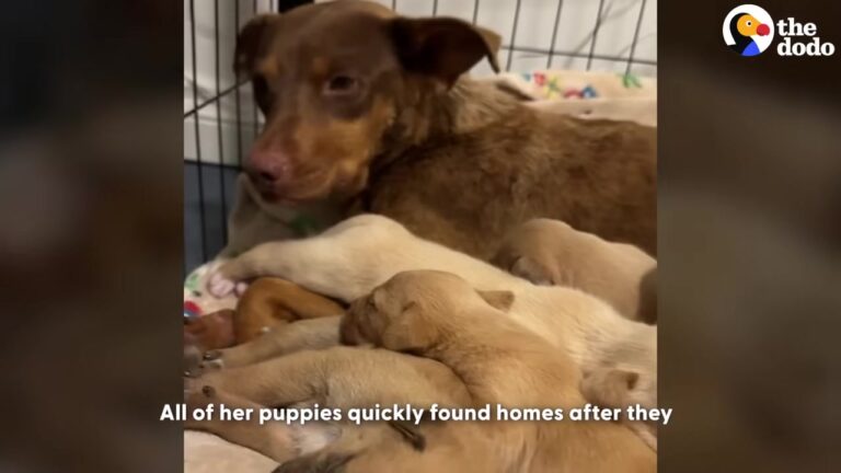 California Rescue Team Finds A Basket Of Puppies, But Saving Their Elusive Mom Requires One Heart-Stopping Trick