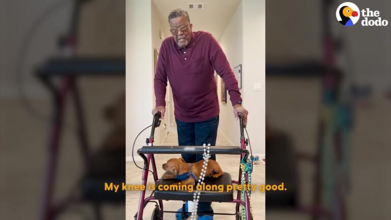 Little Texas Dog Known For Stealing Household Treasures Becomes Dad’s Constant Bedside Shadow