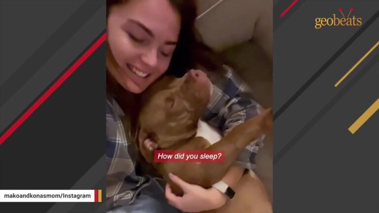 Rejected Florida Dog Waited With A Severe Skin Infection After Her Breeding Plans Fell Apart