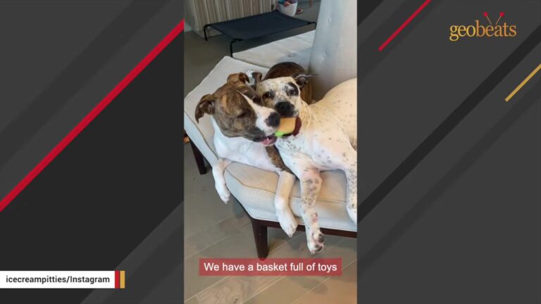 California Pit Bull Gathered Clothes By The Front Door Every Evening Before Taking On An Unexpected Role