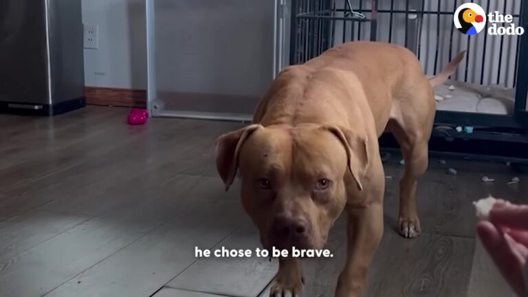 Pennsylvania Dog Rescued In A Snowstorm Was Too Terrified To Move Until One Brave Moment Changed Everything