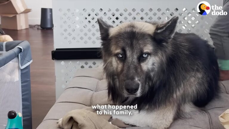 Texas Dog Left Wandering Alone Refused To Play Until His Rescuer Spoke A Familiar Language