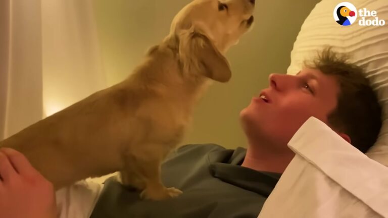 Pennsylvania Dog Was Terrified Of Her Mom’s Boyfriend, But A Gentle Routine Changed Everything