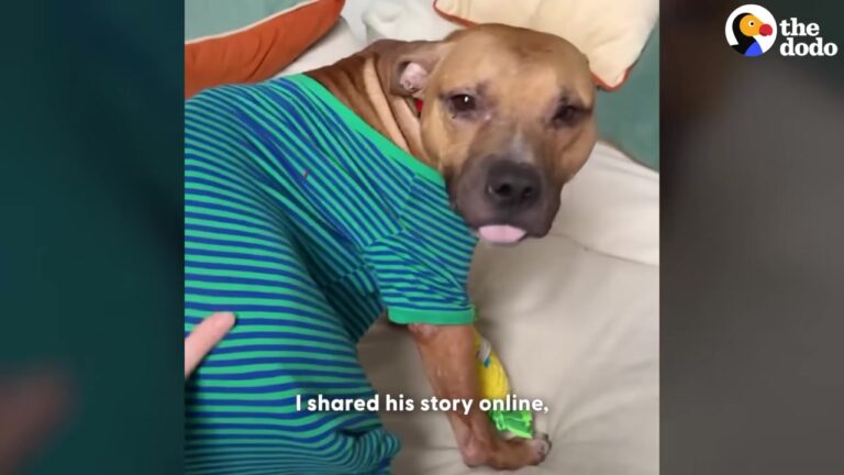 California Dog With Filed-Down Teeth Was Left Behind At The Shelter, But His Story Takes A Magical Holiday Turn