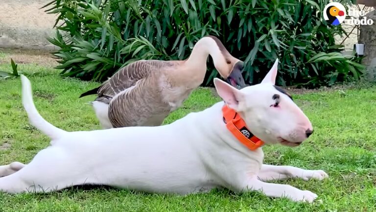 California Dog Hid From Everyone Until A Honking Little Sibling Taught Him How To Be Brave