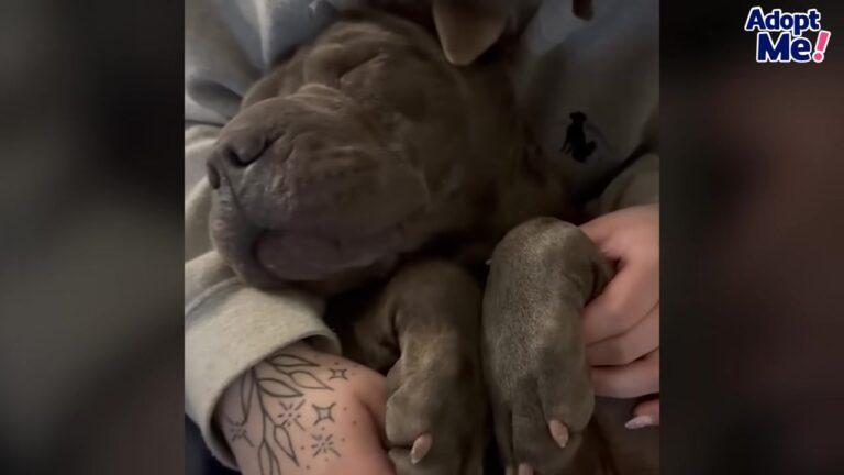 Georgia Dog Dumped At A Garbage Facility On The Coldest Night Finds A Miracle Refuge